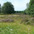 Schavener Heide (1).jpg