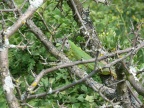 Lacerta viridis Smaragdeidechse (1).jpg