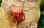 Araneus alsine Rote Kreuzspinne (25)
