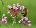 Apis mellifera Honigbiene (7)