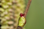 Corylus avellanas Haselnuß, weibl. Blüte (8)