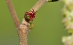 Corylus avellanas Haselnuß, weibl. Blüte 