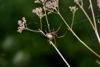 Achaearanea tepidorium Gewächshausspinne (1)