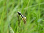 Libelloides coccajus Schmetterlingshaft (13)