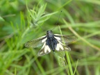 Libelloides coccajus Schmetterlingshaft (20)
