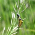 Libelloides coccajus Schmetterlingshaft (6)