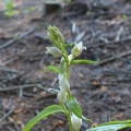 Cephalanthera damasonium Bleiches Waldvögelein (13)