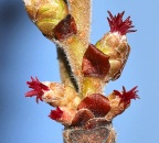 Corylus avellanus Hasel, weibl. Blüte (14)