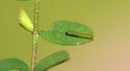 2 Colias alfacariensis Hufeisenklee-Jungraupe (6)