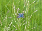 Polyommatus bellargus Himmelblauer Bläuling (14)