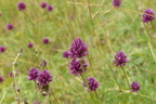 Allium montanum Berg-Lauch  (2)