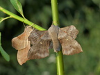 0 Lathoe populi Pappelschwärmer male  u. female (6)