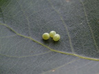 1. Lathoe populi Pappelschwärmer Eier (11)